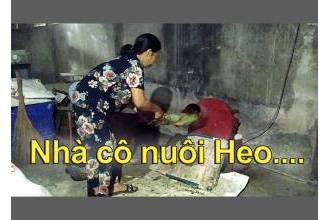 Giao máy thái chuối mịn, giá rẻ, thái cây chuối cho gà vịt ở Long Thành Đồng Nai